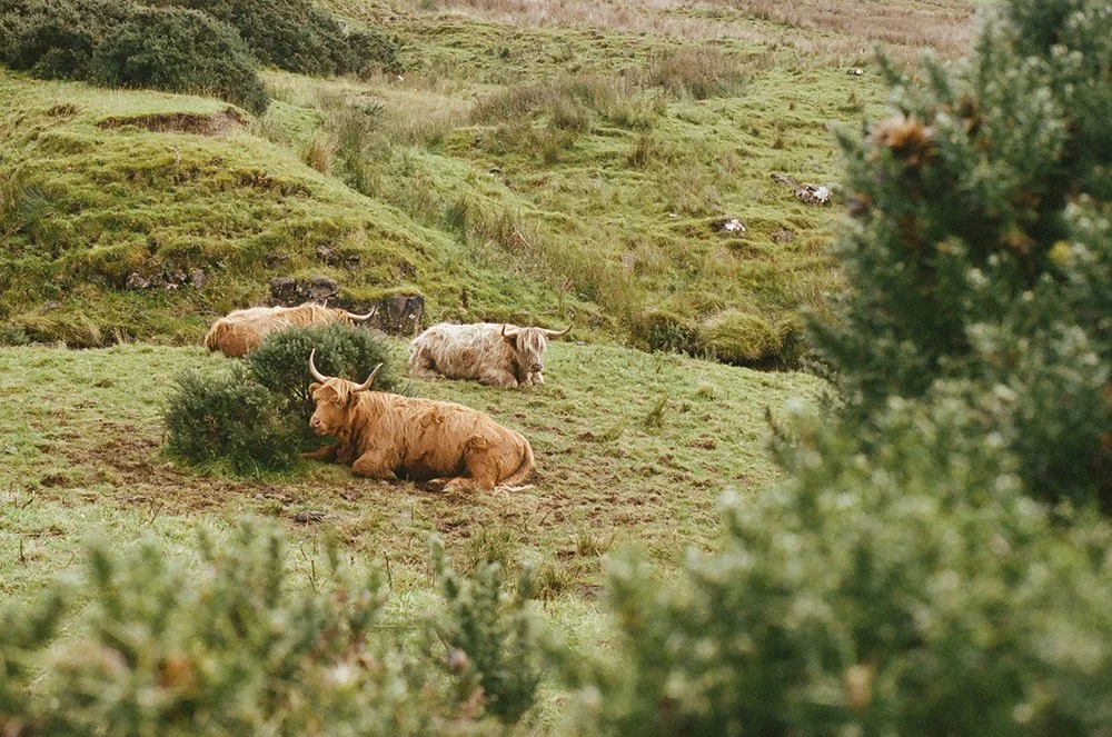 Three Highland cows resting on a grassy hillside with shrubs and small trees.