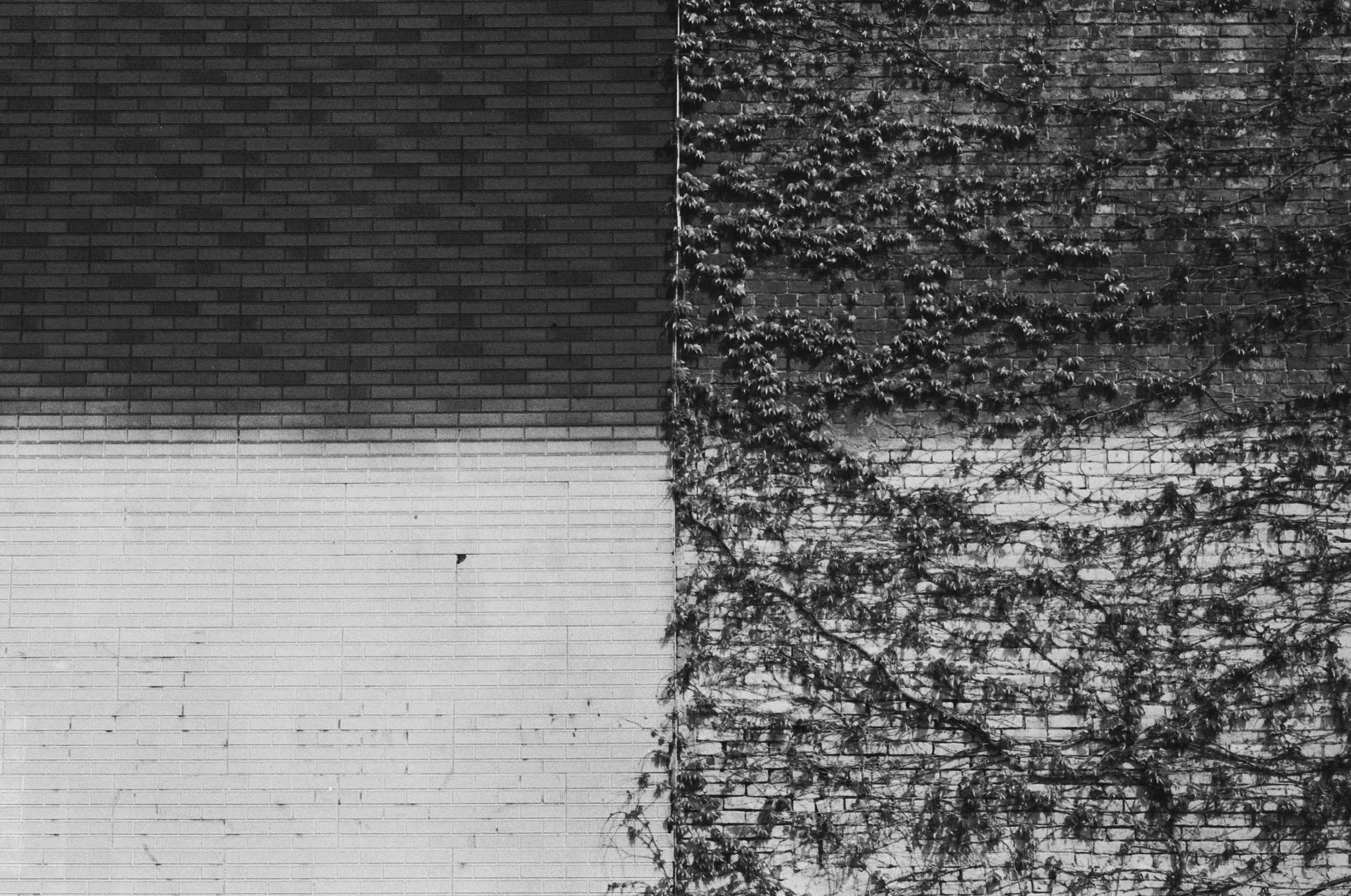 A black and white photograph of three sections of a wall. From left to right: a plain brick wall, a brick wall with a dark hue, and a brick wall covered with climbing plants.