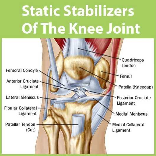 Part 3 Do You Have The Proper Support Around Your Knee? — The Knee Joint