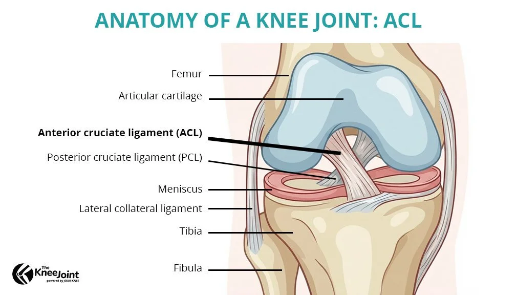 Anatomy of a knee joint ACL diagram showing anterior cruciate ligament, meniscus, and surrounding structures.