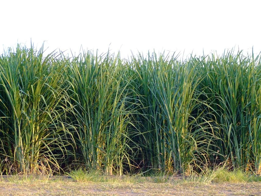 Sugar-Cane.jpg