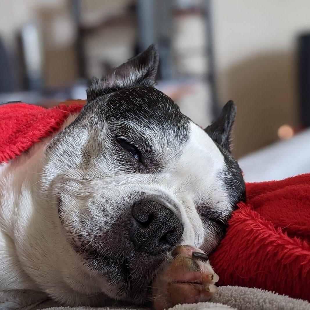This is contentment. #contentdoggo #dogsofinstagram #gooddog #contentment #couchcuddles