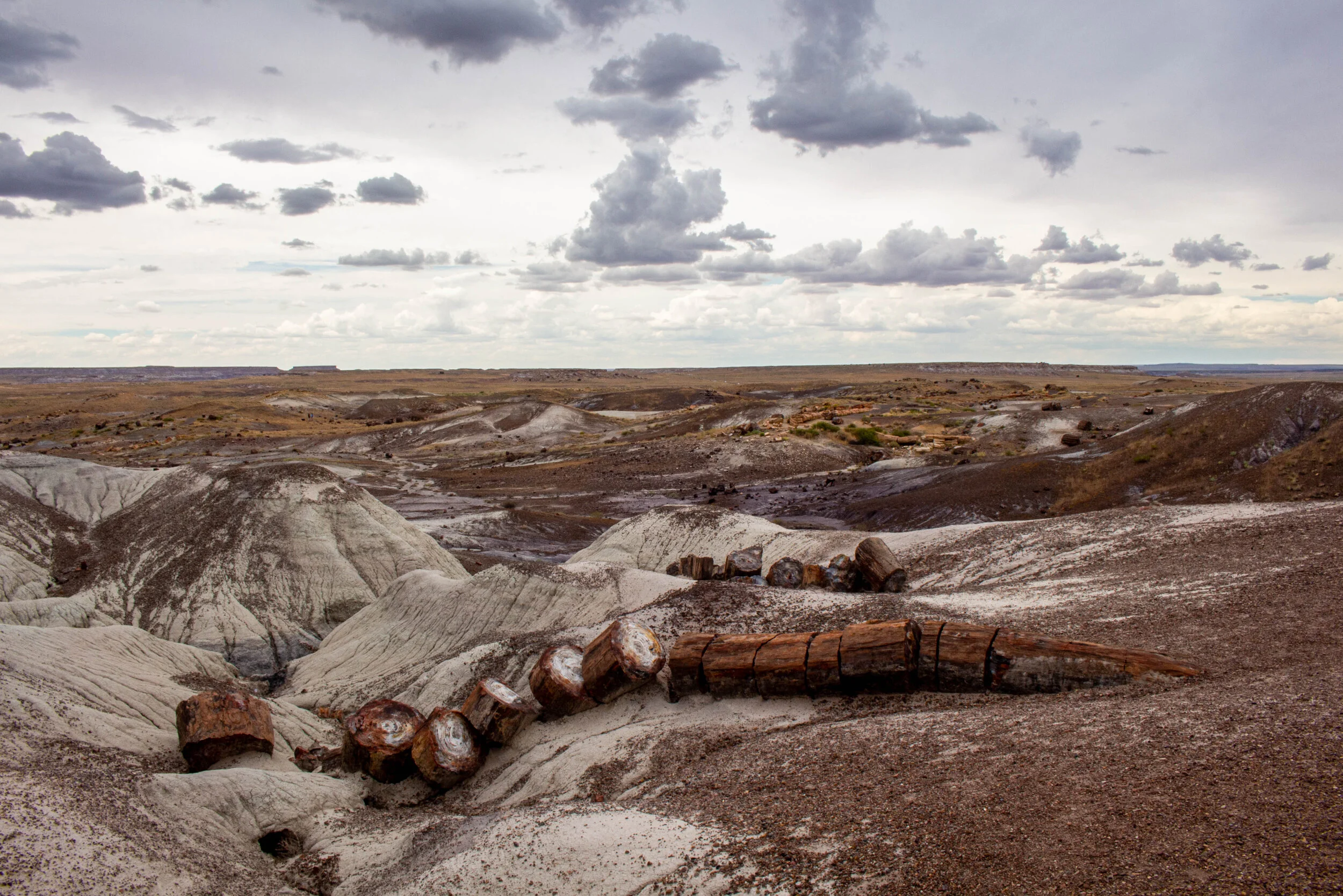 Exploring A Forest In The Desert?