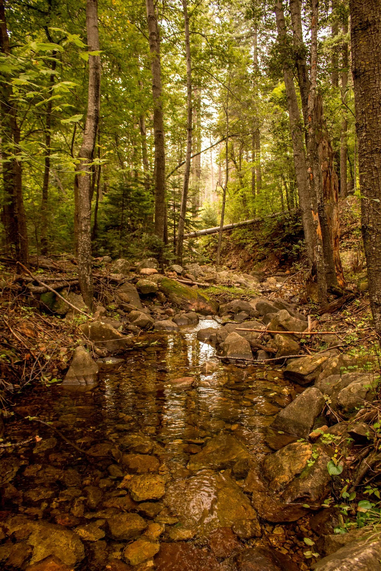Bucket List: Hiking Mogollon Country