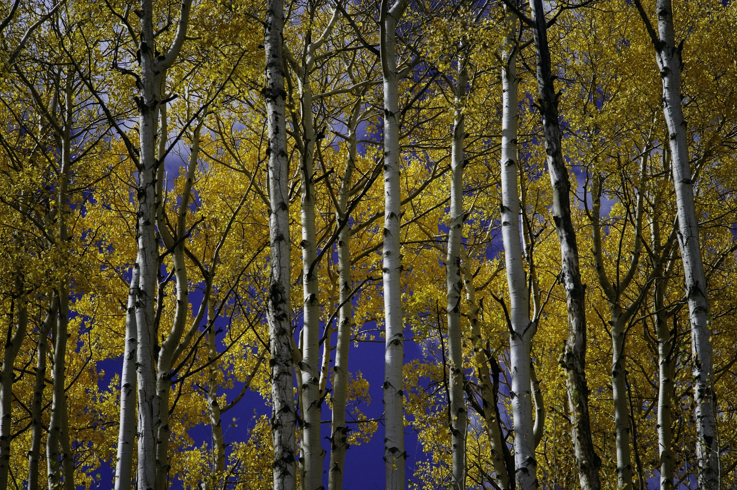 Tall aspen trees with yellow leaves against a dark blue sky.