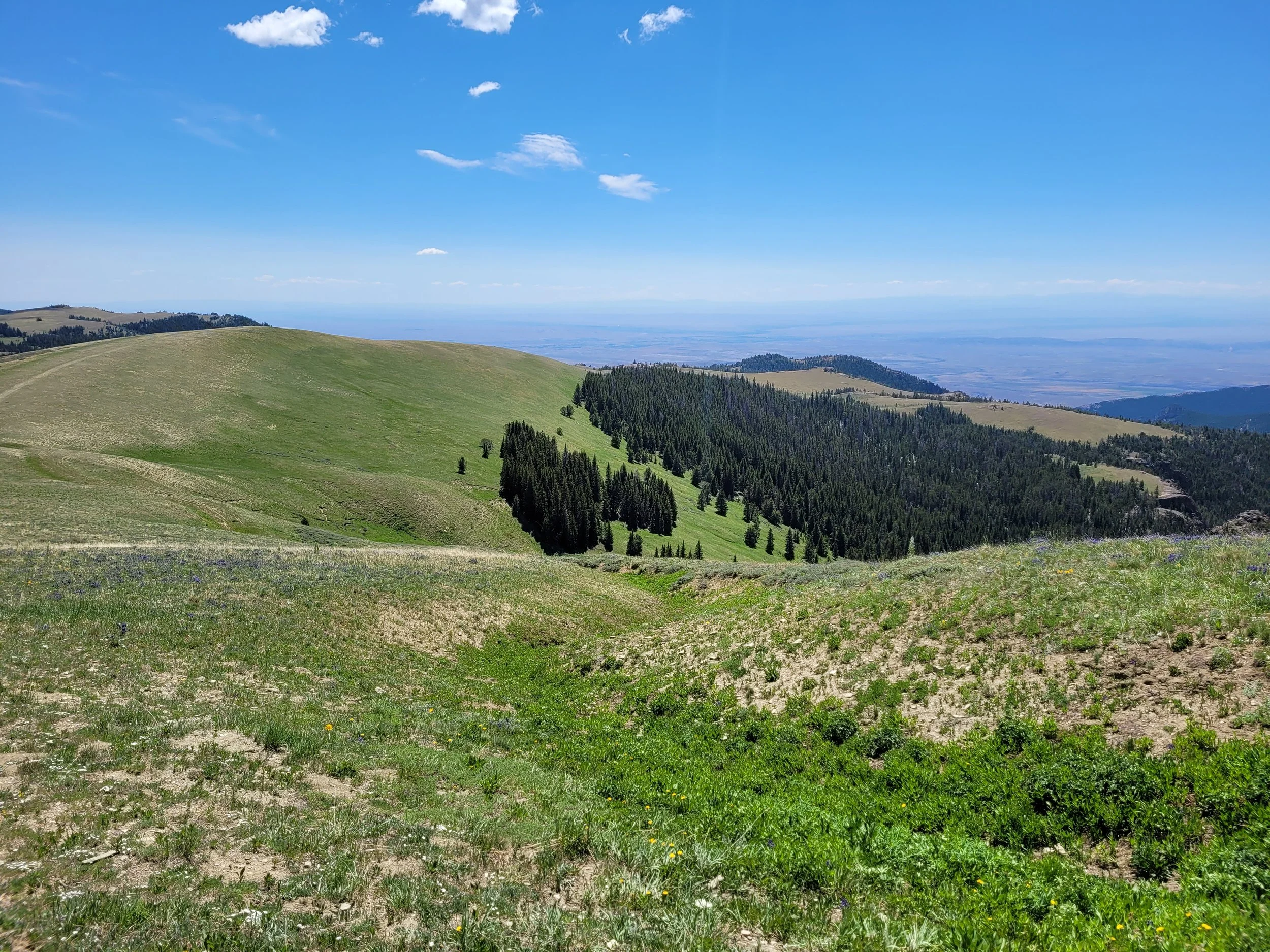 Stop and Smell the Wildflowers