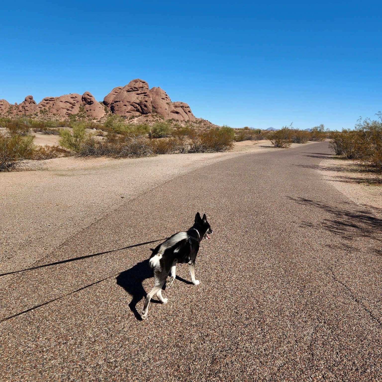 We have a park in the heart of Phoenix, Papago Park. Oh how this park can get busy! Lots to do, like walking, hiking, sightseeing, picnic lunches and plenty of scenery all around, especially the Phoenix skyline. We walked our old family dog, Daisy, o