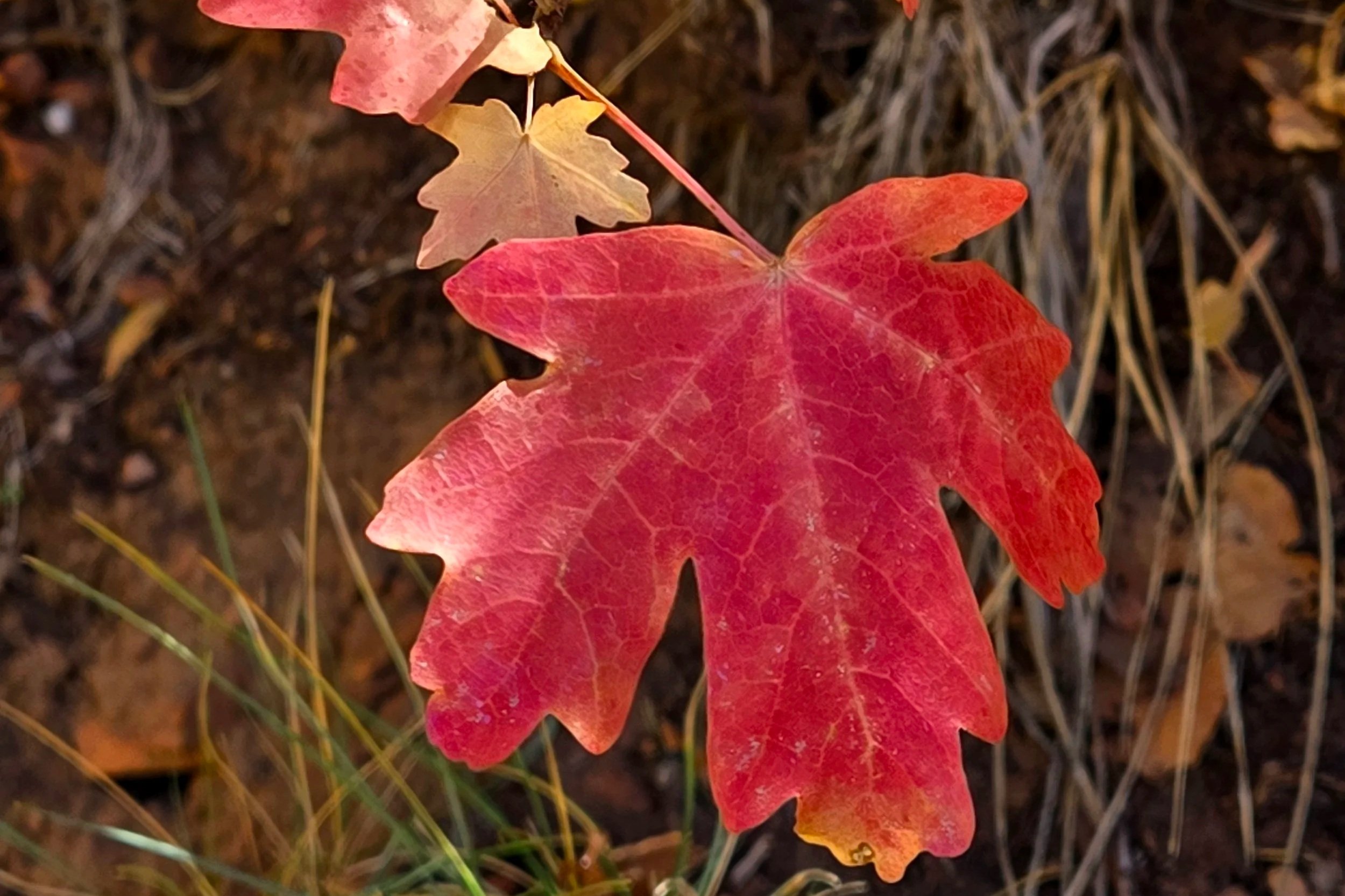 Red Autumn leaves at Kanarra Falls, Utah