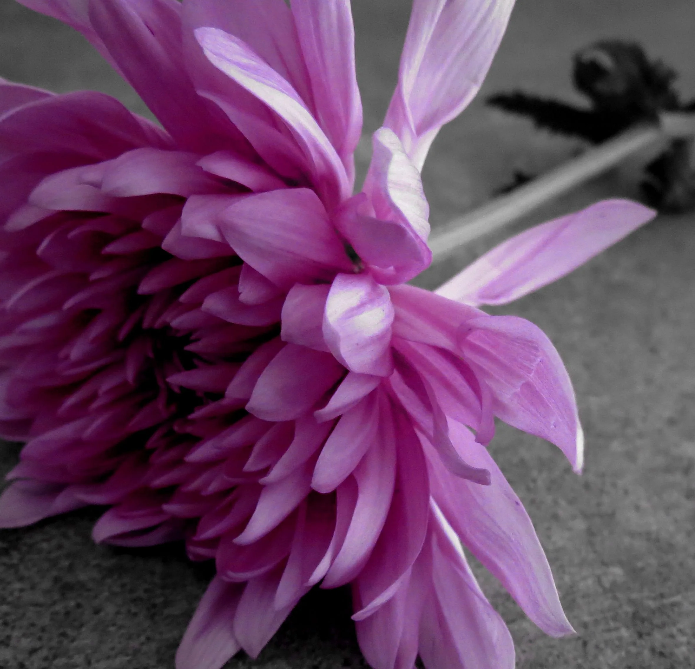 Pink flower in black and white photo