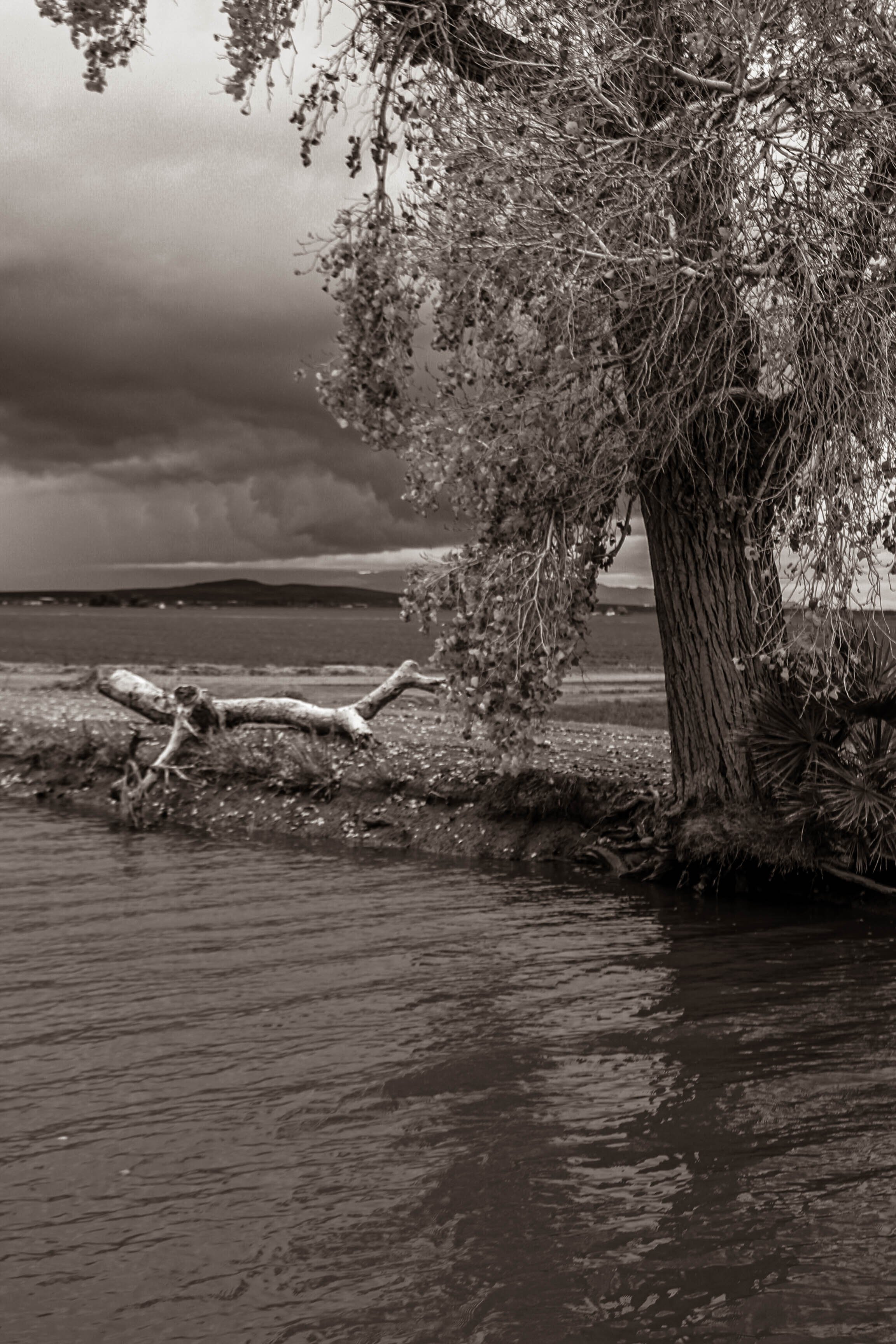Monochrome photo of a lakeshore with a tree and driftwood.