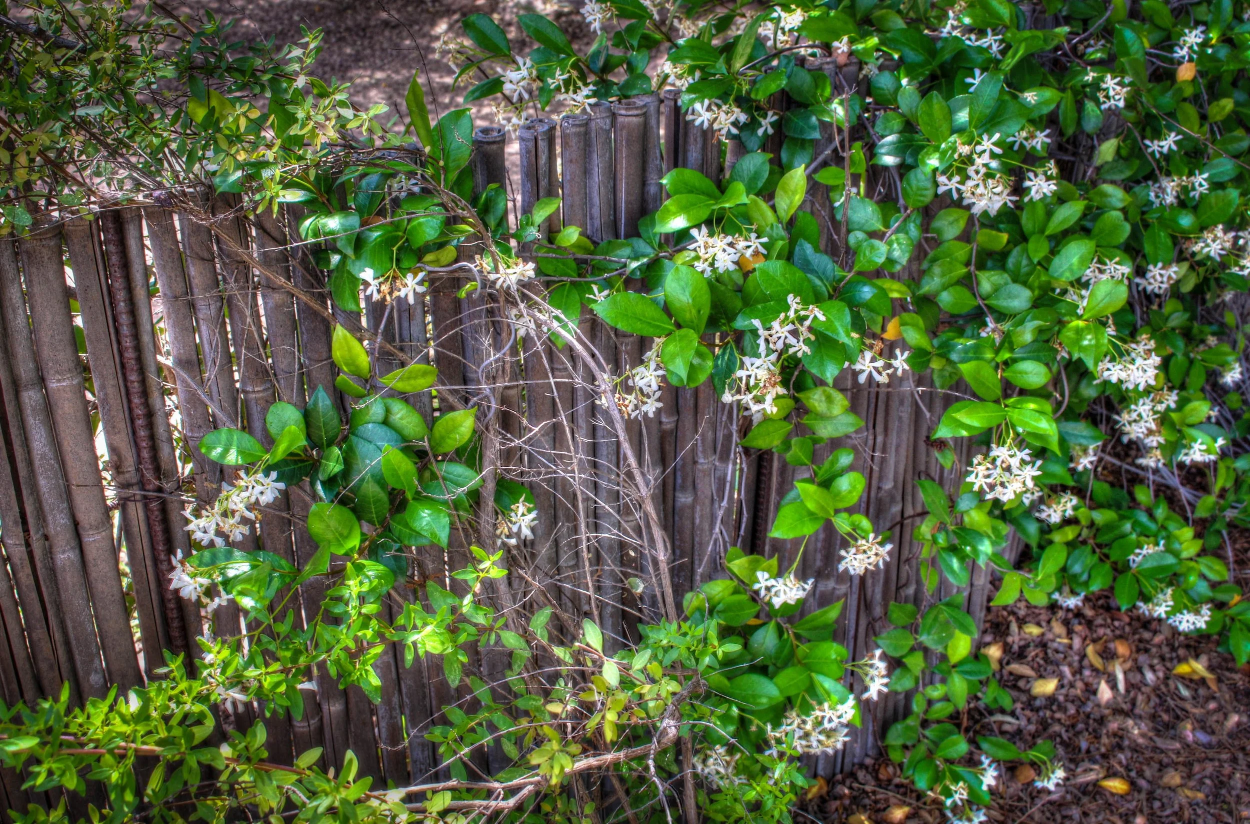 Spring flowers with white buds drooping on a wooden fence