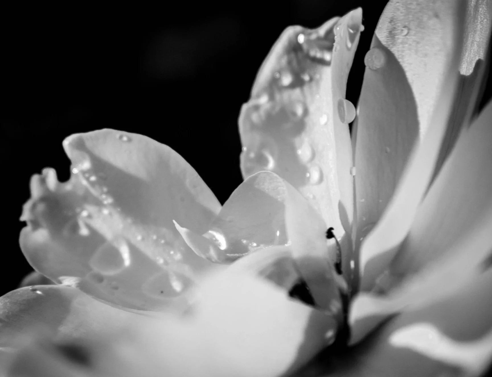 Black and white photo of flower with water drops