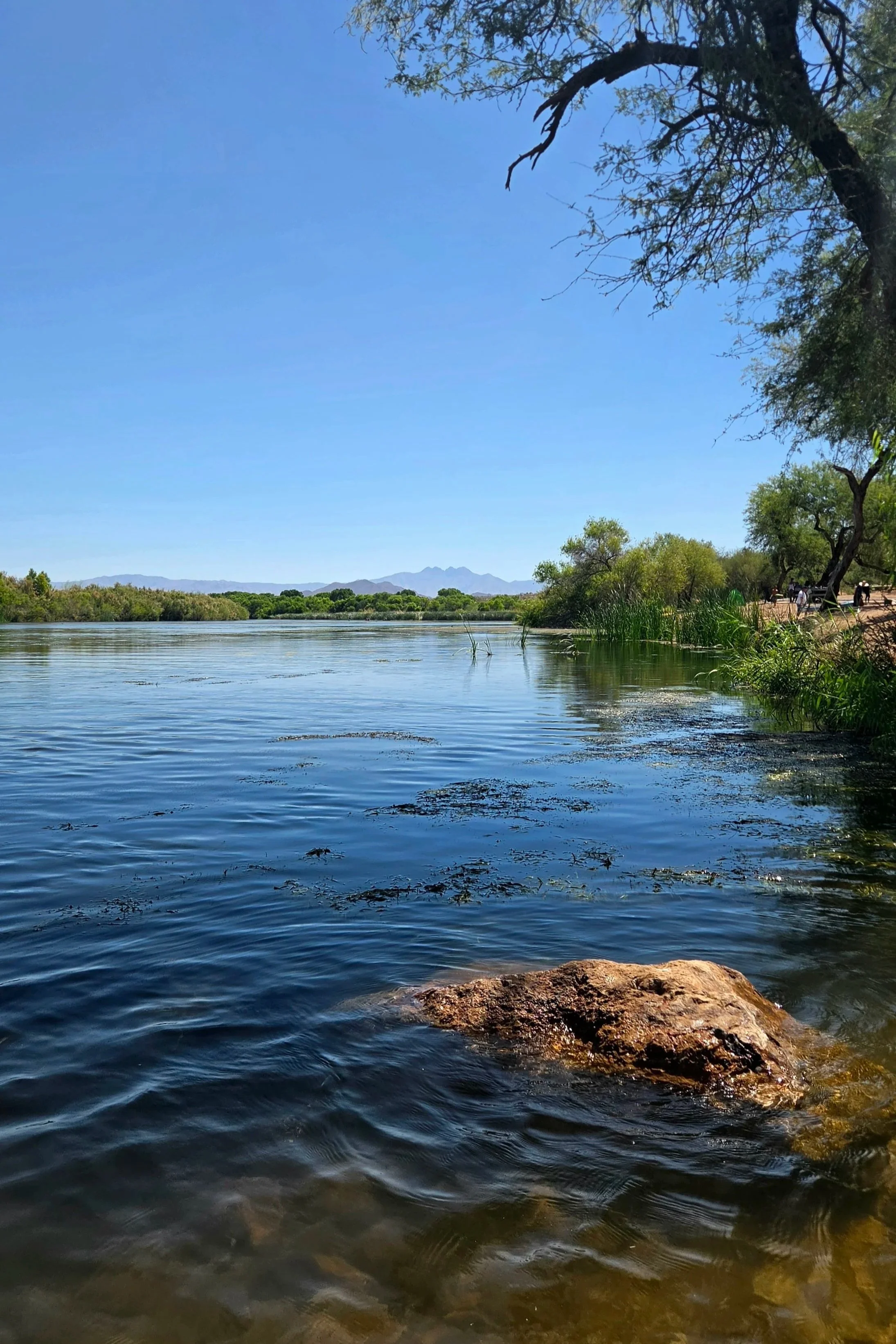 Grass in the water with the Four Peaks mountains in the distance