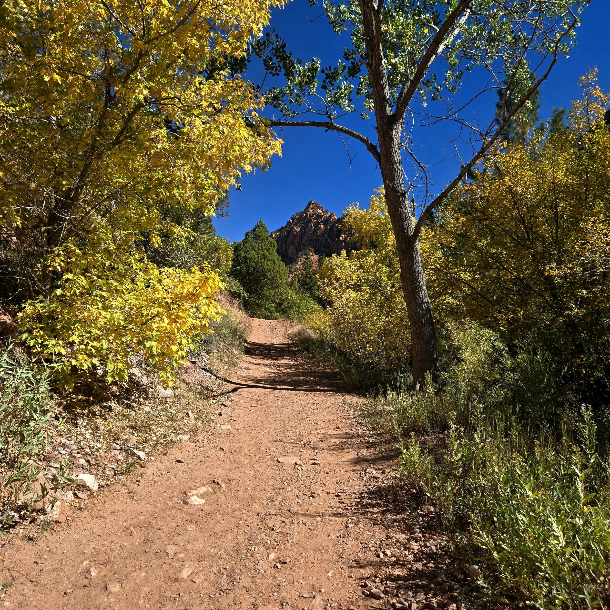 Hiking trail surrounded by aspens with golden leaves