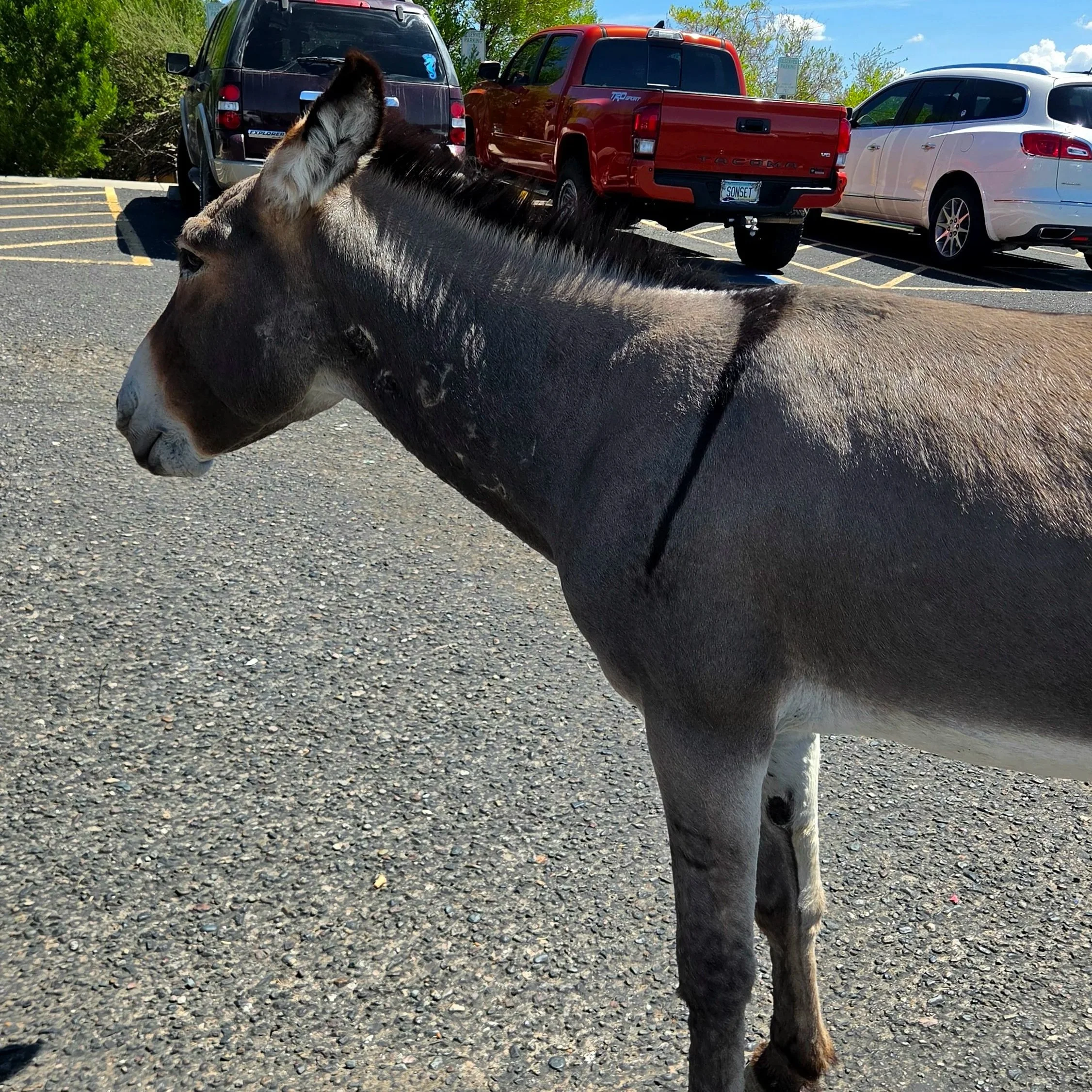 Mule in parking lot of Lake Pleasant