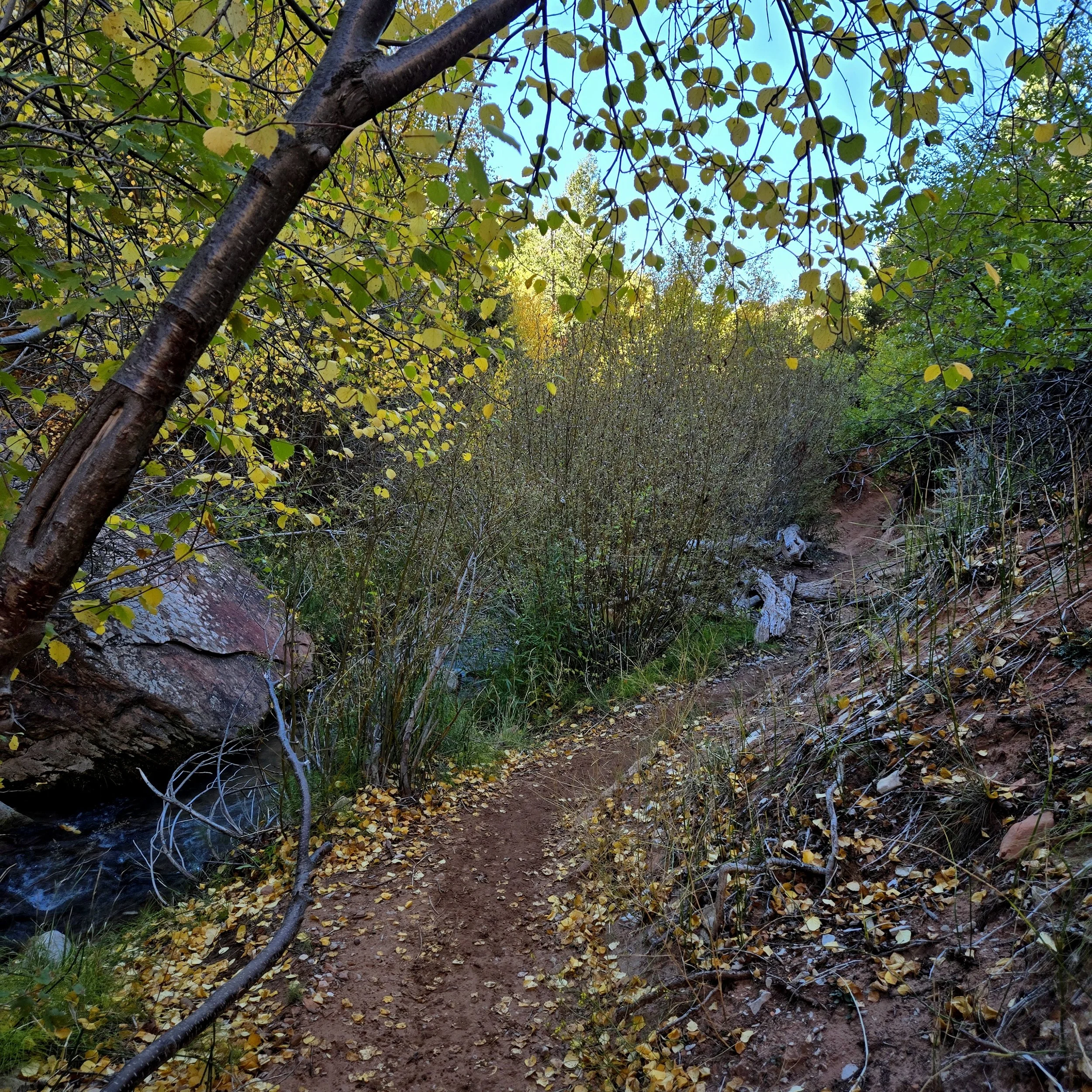 Scattered yellow leaves surround you as walking down the trail.