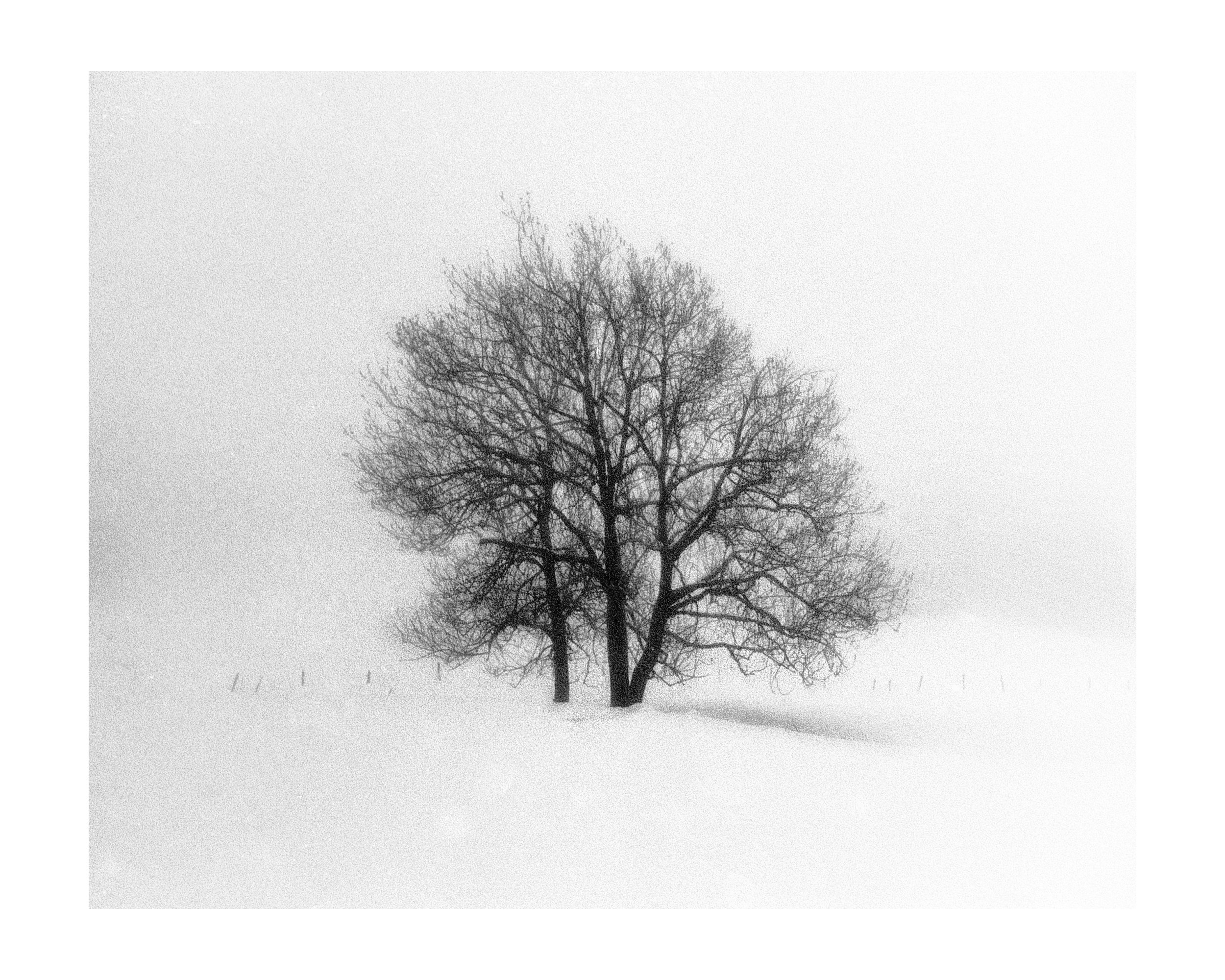 Trees in one  24b30 copy.jpg