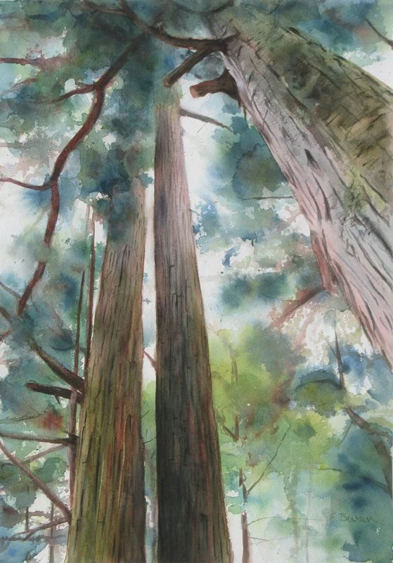 Elizabeth-Burin,-Tall-Trees.jpg
