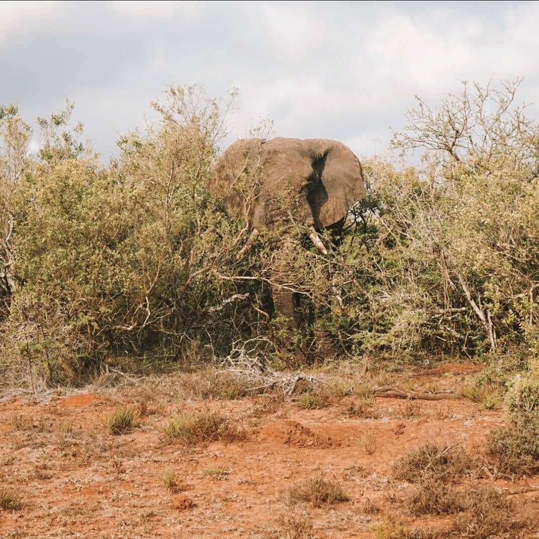 Whoever said 'size doesn't matter', has never played a game of hide and seek. 
This gorgeous elephant came sneaking out of the bushes to say hello to our safari troop, and we stayed with him for about half an hr. @Schotia_safaris
.
.
.
#exploretheglo