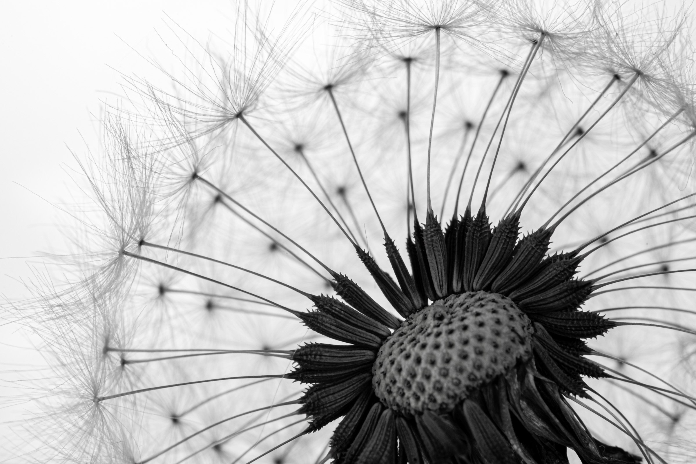 Dandelion Seed Head