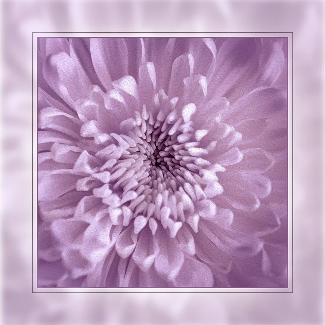 Chrysanth lilac copy.jpg
