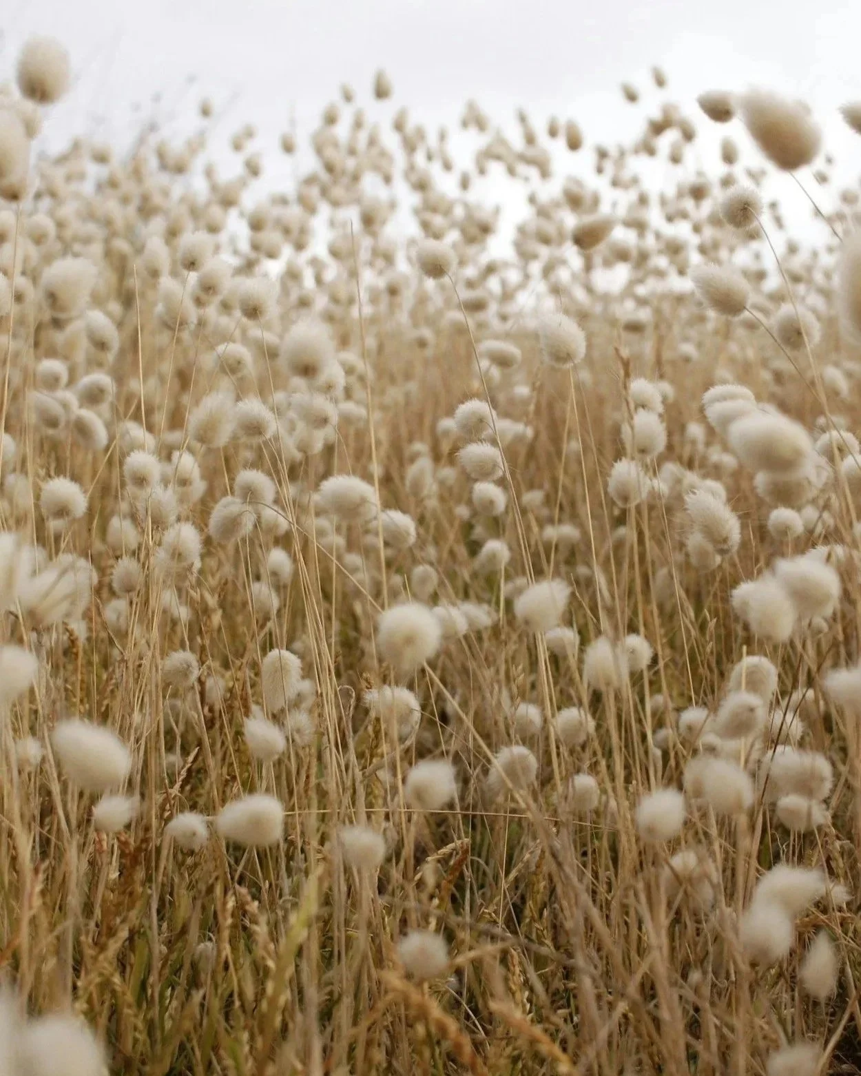 Why Choose Organic Cotton for Your Baby