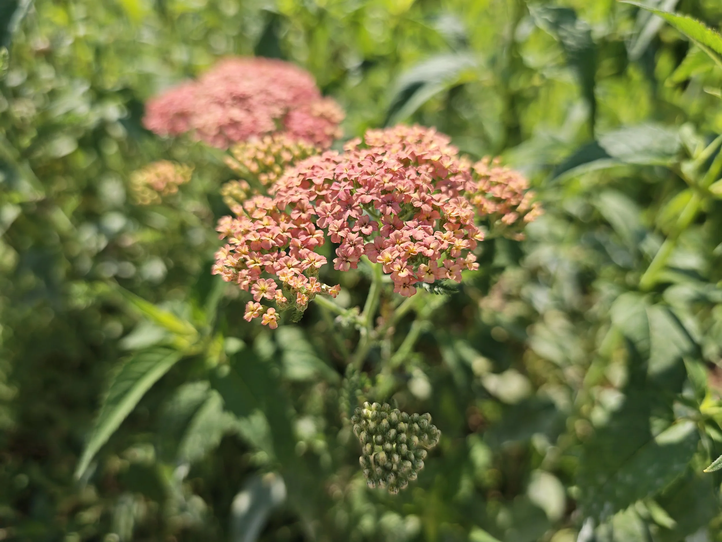 Close-up of coral-colored flowers blooming among green foliage.