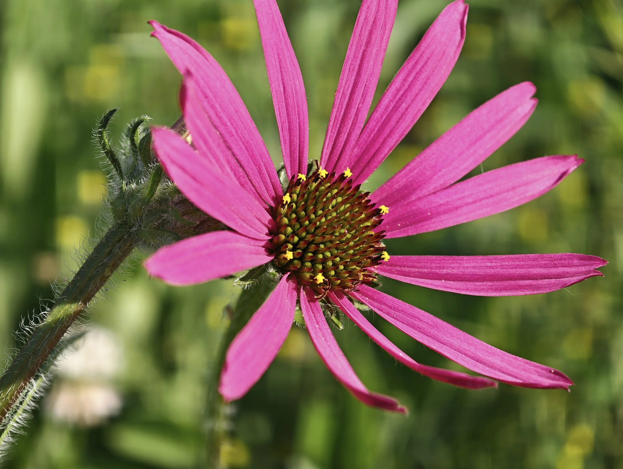 Close-up of a vibrant pink flower with long petals and a green blurred background.