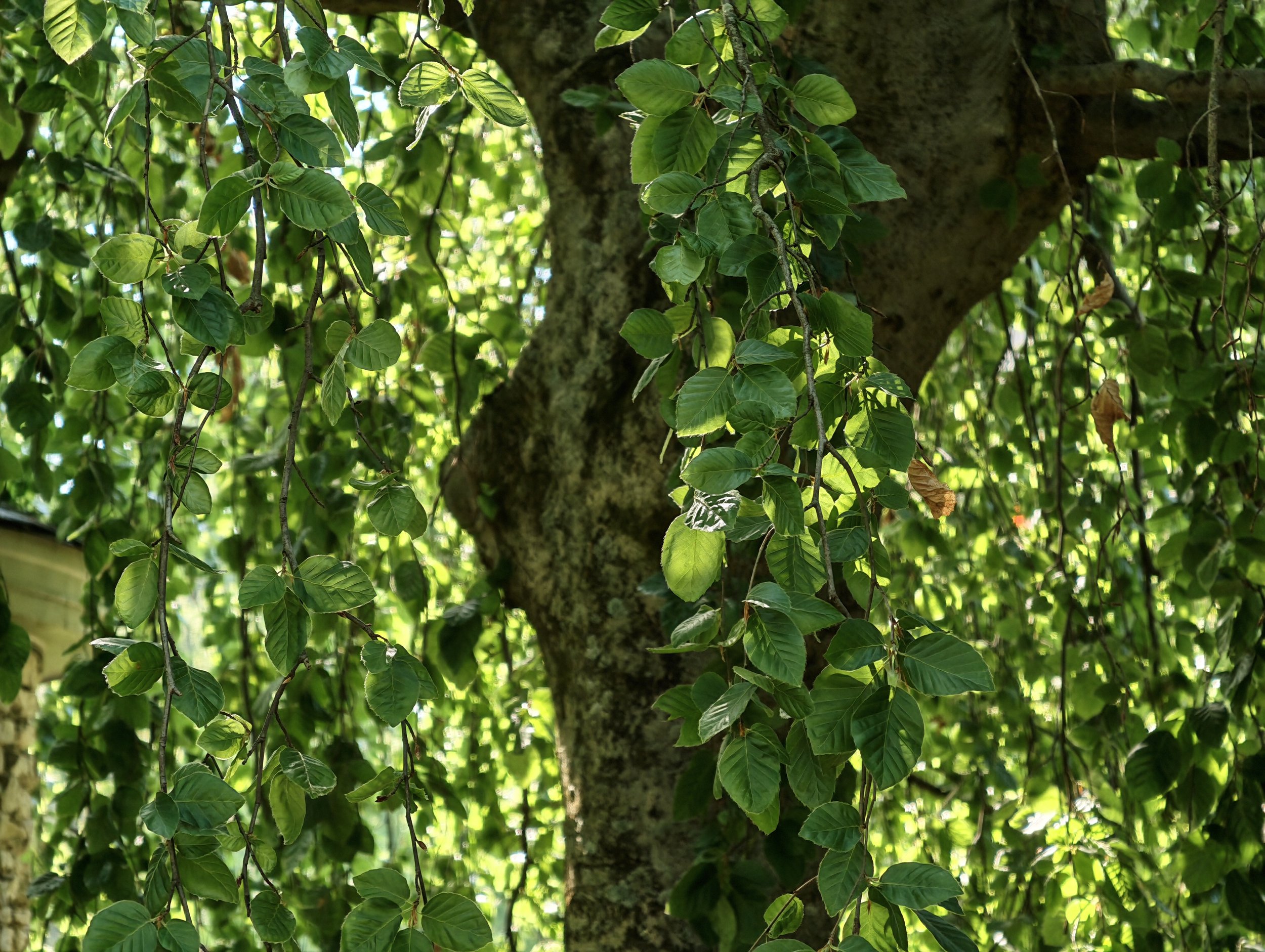 Close-up view of a tree trunk with green leaves hanging from branches, sunlight filtering through the leaves.