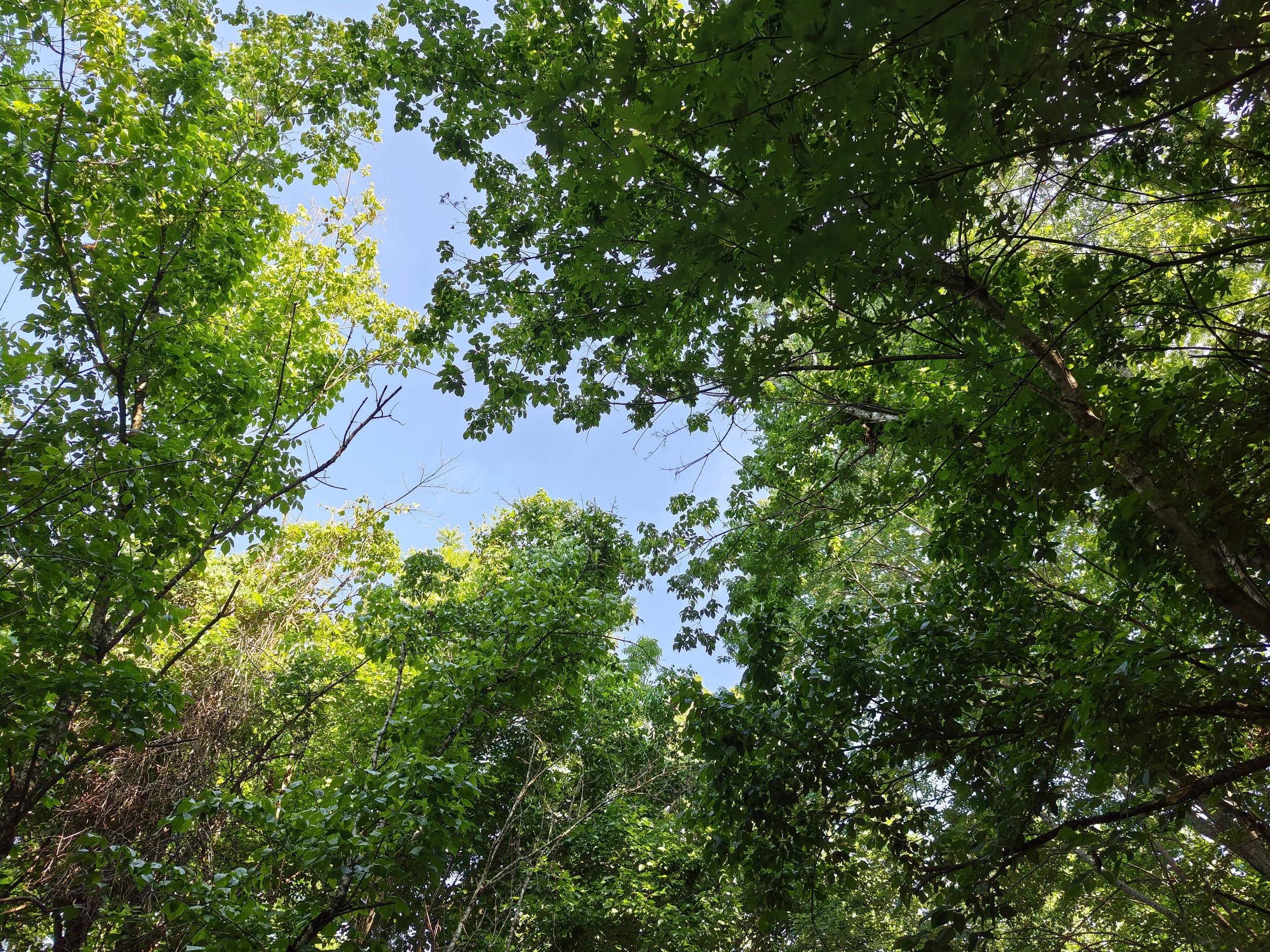 IMG_20260612_094021353_HDR.jpg