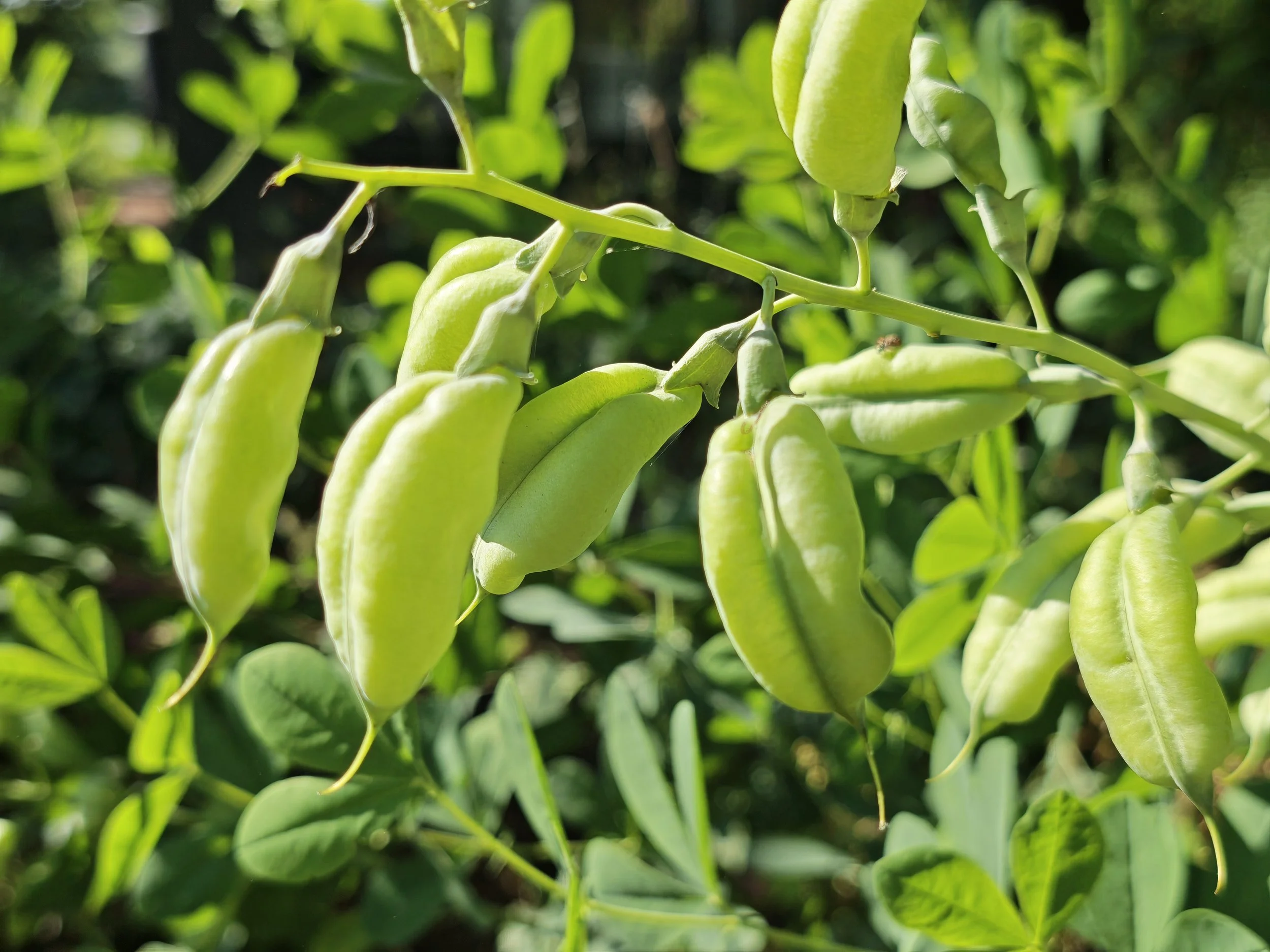 Close-up of green beans hanging from the plant in natural sunlight.