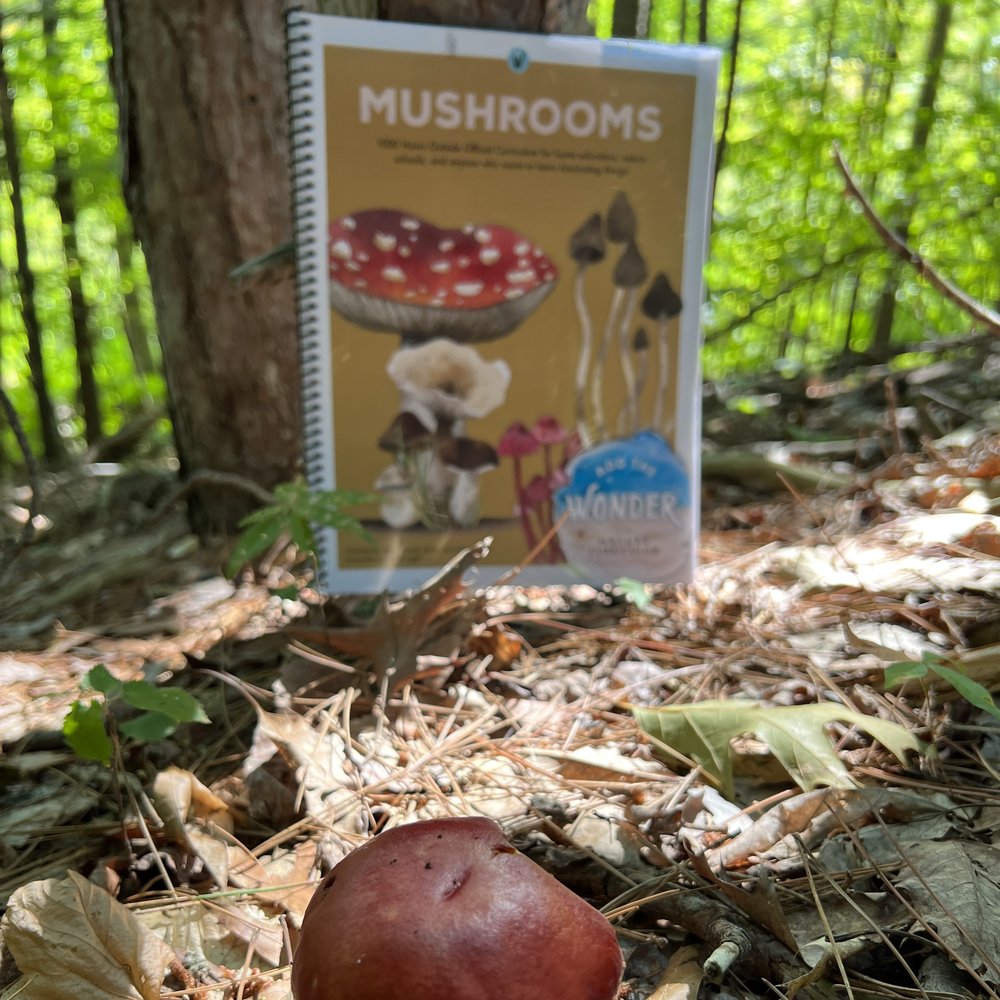 Mushroom Lunch Box — NATURE WALK