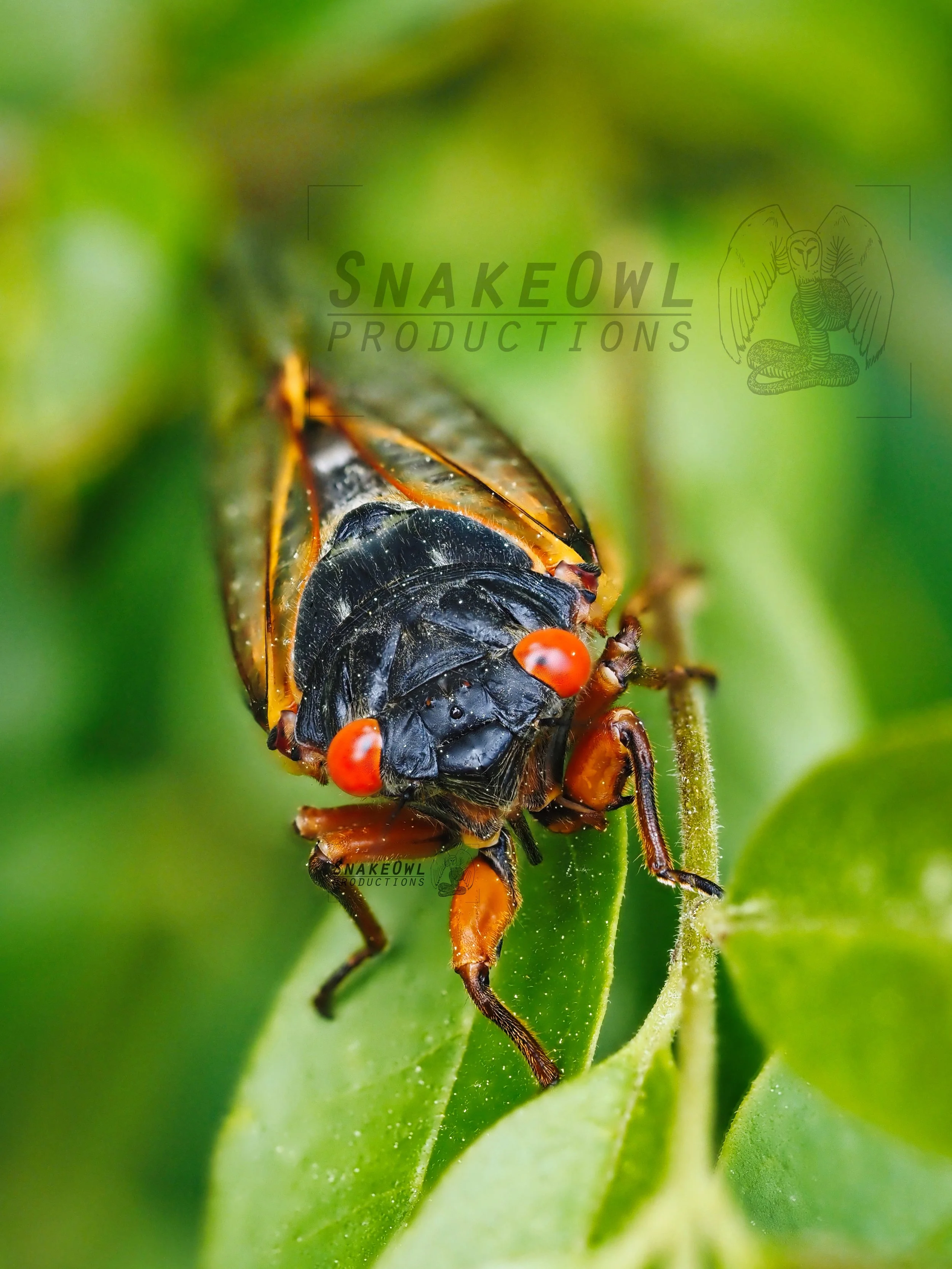 Cicada 01 Print