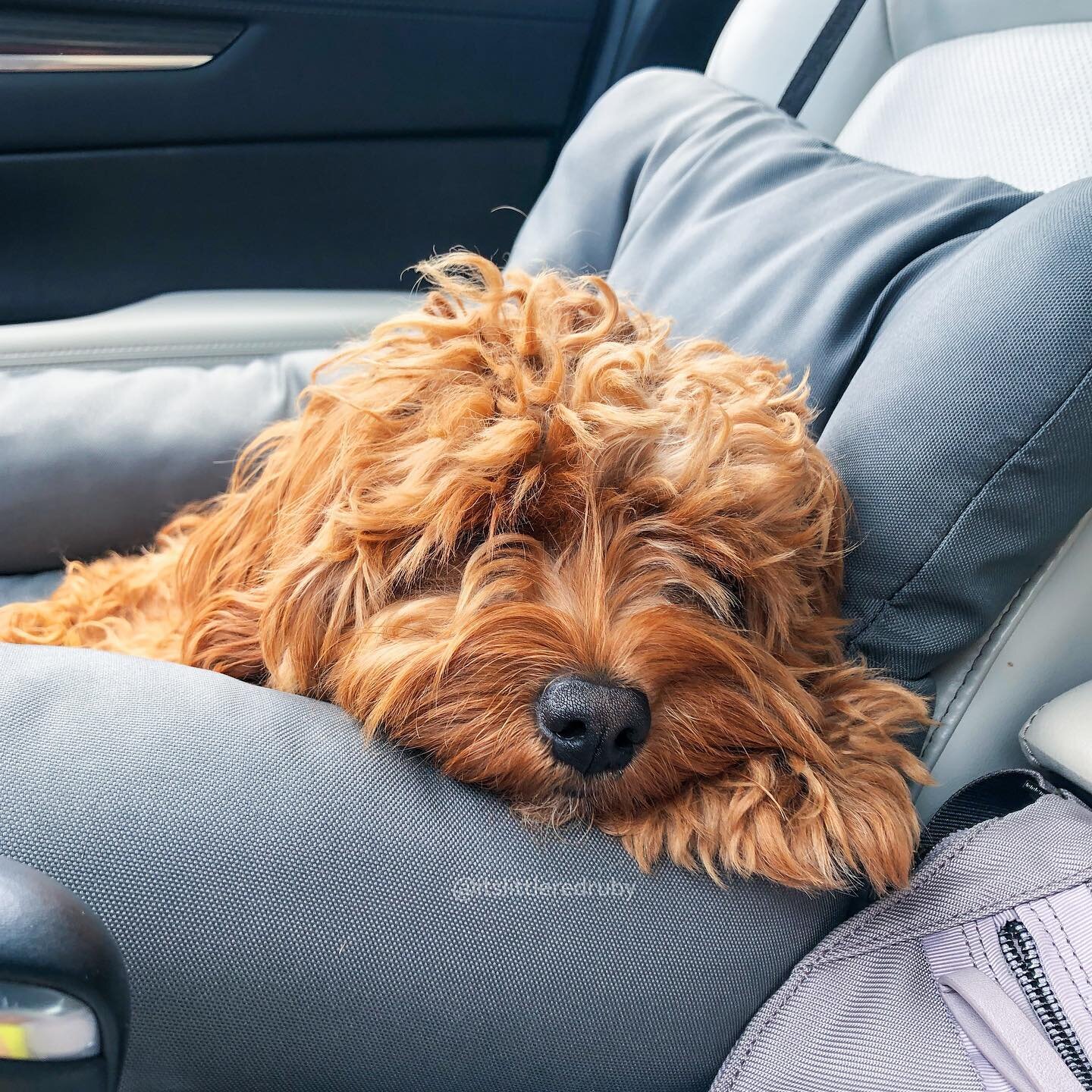 Her driving skills are questionable, but I still love her and pretend like it&rsquo;s an enjoyable ride 🤫🚗
.
.
.
.

#cavapoo #cavapoosofinstagram #cavapoopuppy #cutecavapoo #shaggyhair #puppyface #puppyeyes #doodlesofinstagram #doodletales #thedood