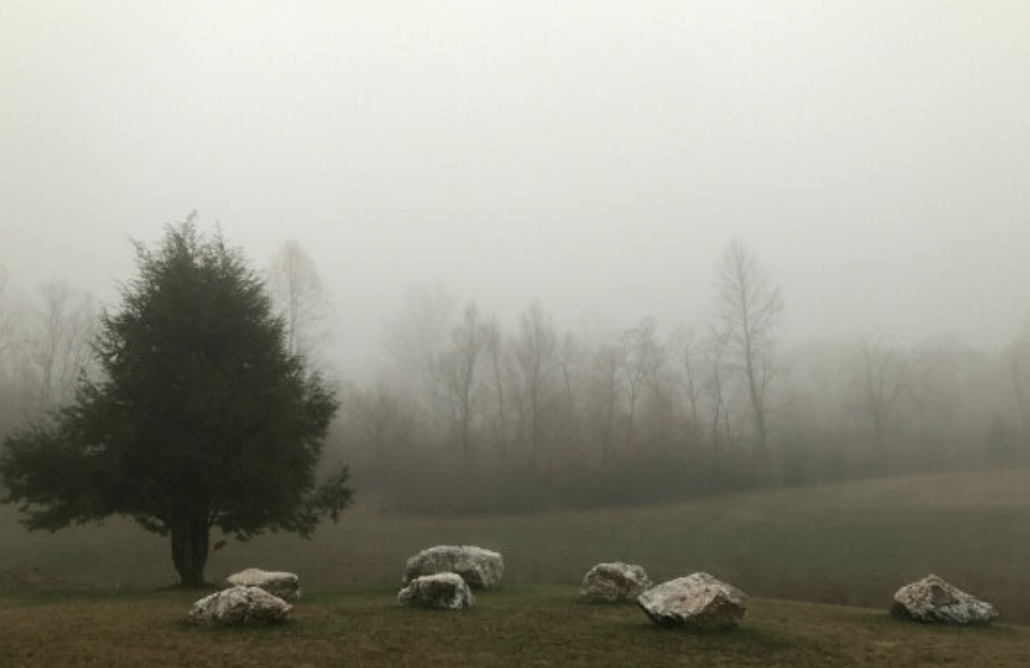 Navigating Through Thick Fog Magic Tree Sanctuary navigating-through-thick-fog-magic-tree-sanctuary