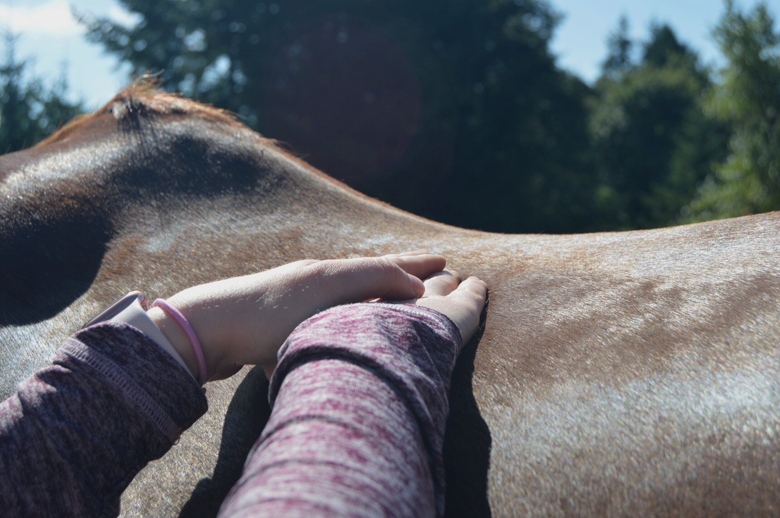 “Wait, you can do physical therapy on horses?!”