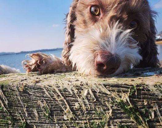 cockapoo dog sniffing on the beach at hamworthy park