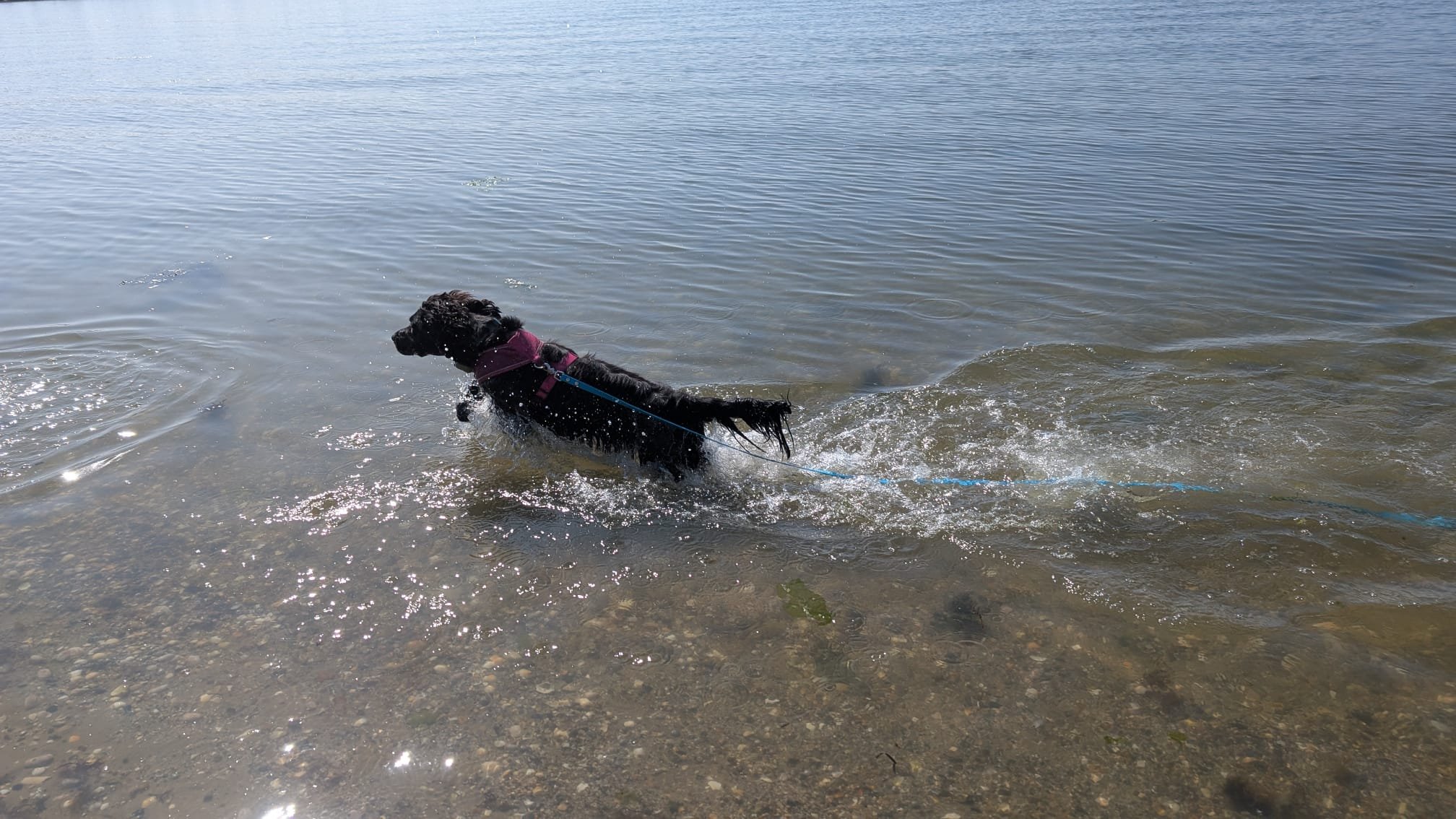 dog running in the sea at lake pier beach in hamworthy
