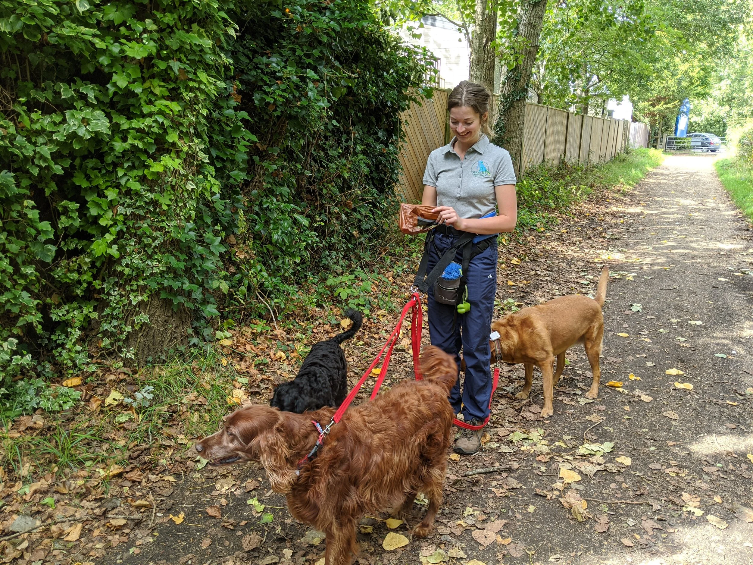 holybrooks dog walking