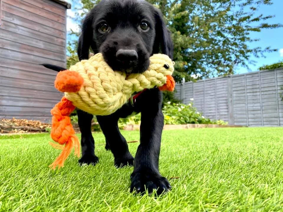 A puppy enjoying his toy in Upton