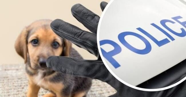 POLICE in Dorset are backing a campaign to tackle dog theft.