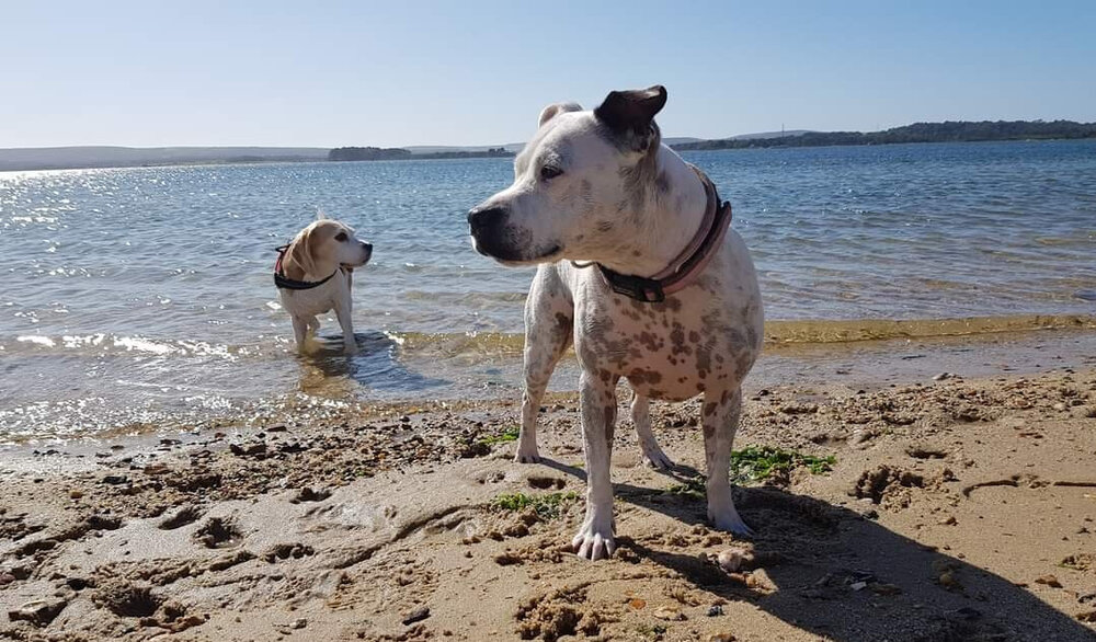 Dog Walker for Poole — Harbour Tails