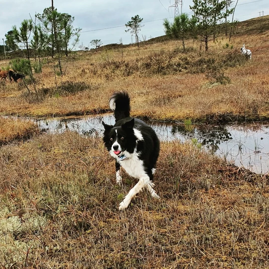 Understanding Your Dog’s Body Language