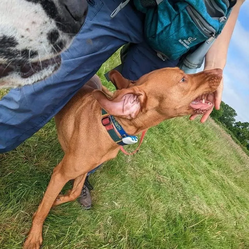 Is Using Treats in Dog Training Just Bribery?