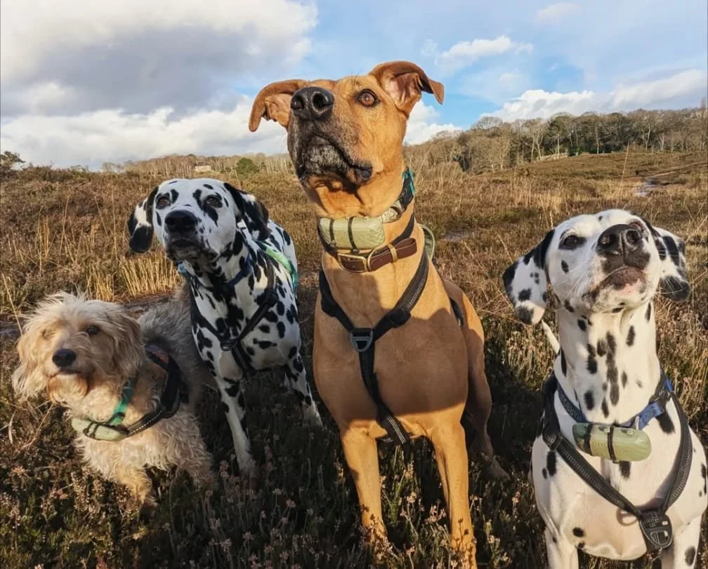 WhatsApp Image 2025-04-11 at 12.03.55.jpeg