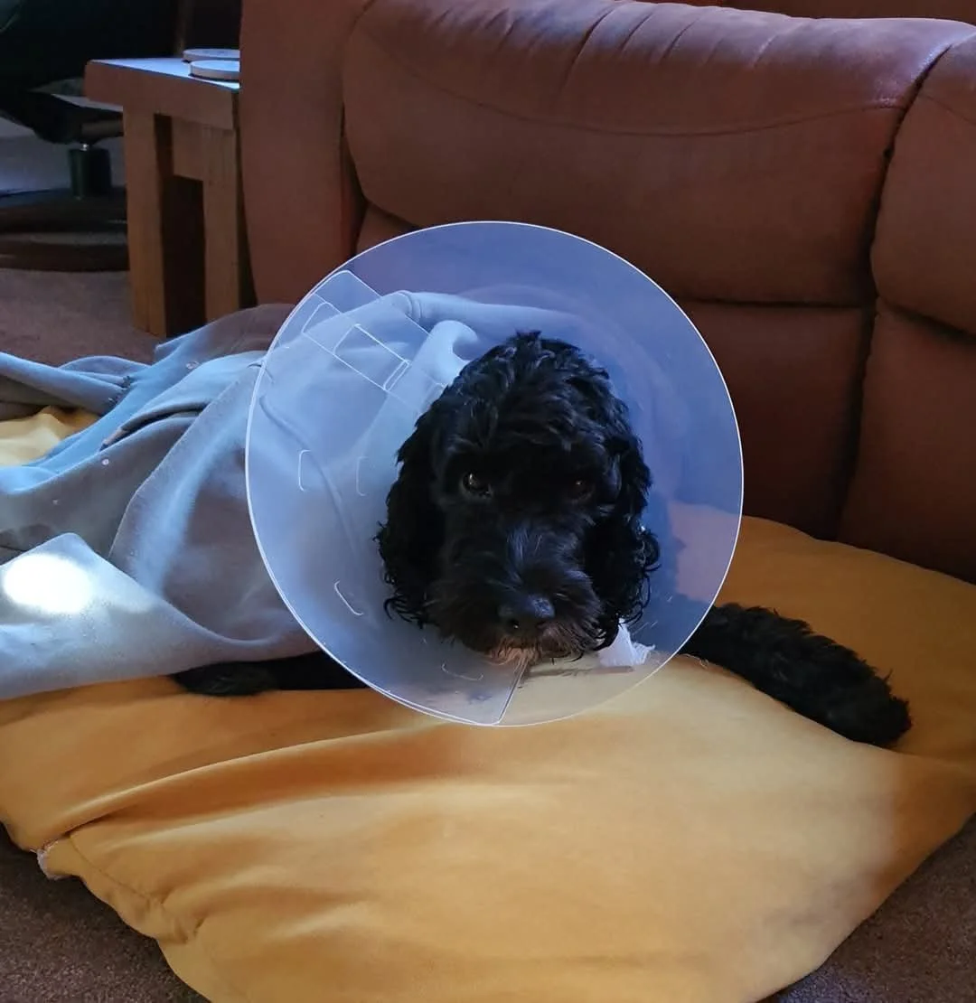 WhatsApp Image 2025-04-11 at 13.37.25.jpeg