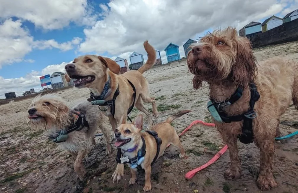 WhatsApp Image 2025-04-11 at 11.25.40.jpeg