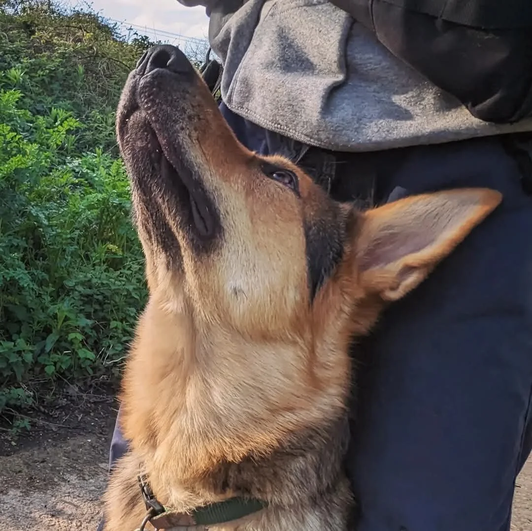dog enjoying a dog walk outside of frenches fields in upton