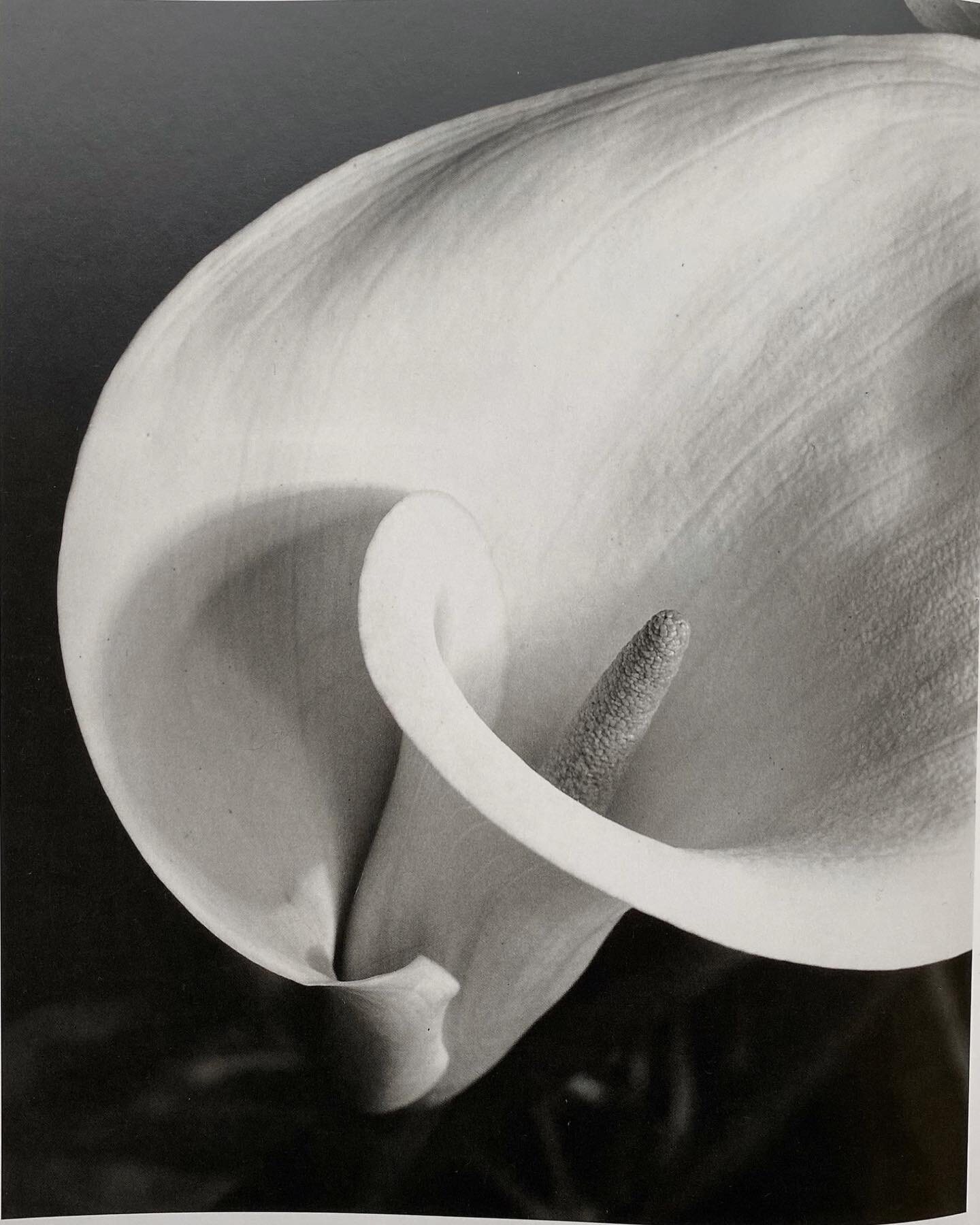 Imogen Cunningham

photographs ranging 1918 - 1972

from &lsquo;Flora&rsquo; edited in 1996, text by Richard Lorenz, curated by @paris_image_unlimited and available for purchase at Em Archives