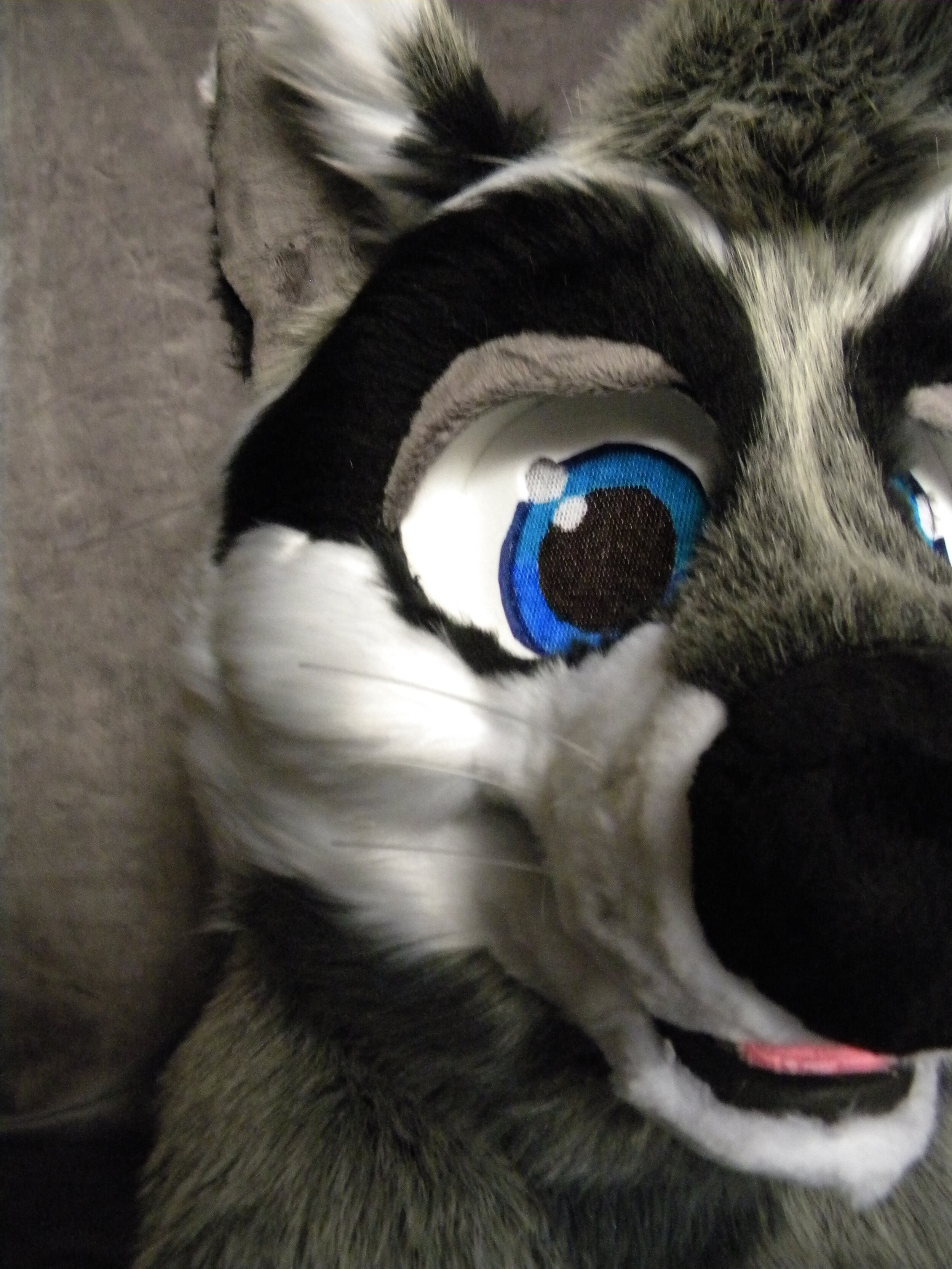 RelayRaccoon (3).JPG